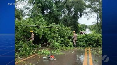 Bombeiros retiram &aacute;rvore na GO-531 e em Porangatu resgatam cobra dentro de uma casa