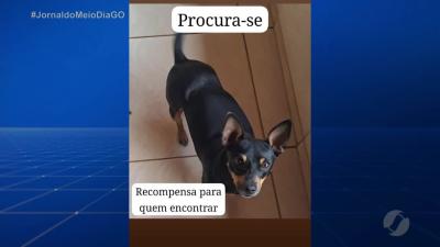 itemCachorrinha desaparecida em Goiânia