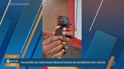 itemFilhotes de raposas resgatados de incêndio em Bom Jesus de Goiás