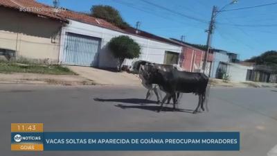 itemVacas soltas nas rua da Vila Oliveira em Aparecida de Goiânia