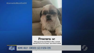 itemCachorro desaparecido