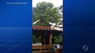 Cão vai parar em telhado de casa em Quirinópolis