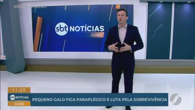 itemGalo fica paraplégico e luta pela sobrevivência