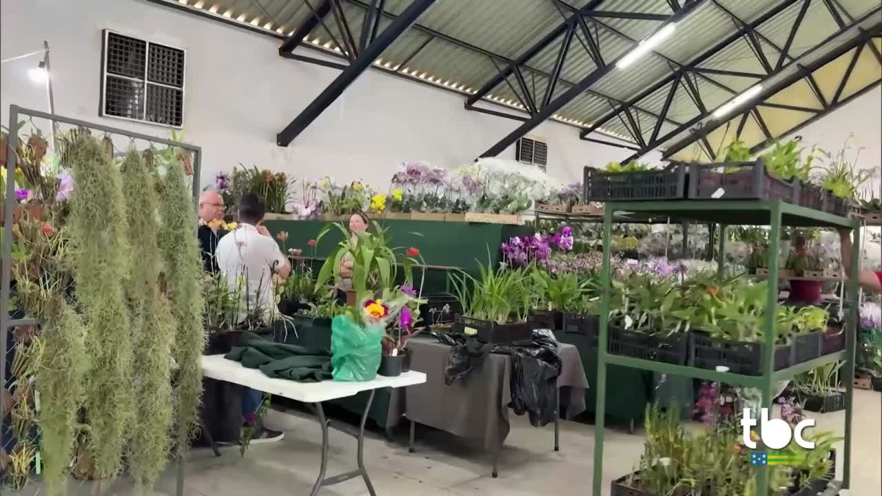 itemExposição de Orquídeas em Piracanjuba