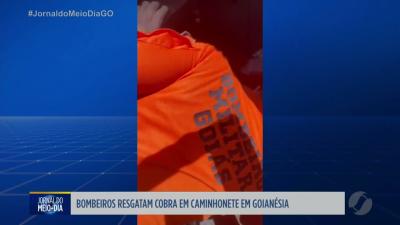 itemBombeiros resgatam cobra em caminhonete em Goianésia