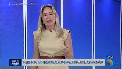 itemCobra é capturada em galinheiro de Ipameri