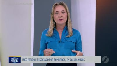 itemBombeiros resgatam mico ferido em Caldas Novas