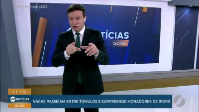 Vacas passeiam entre t&uacute;mulos no cemit&eacute;rio de Ipor&aacute;