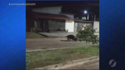 Tamandu&aacute;-bandeira &eacute; flagrado andando tranquilamente pelas ruas