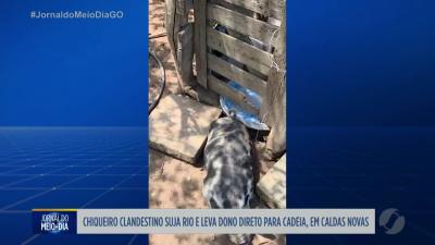 Chiqueiro clandestino suja rio e leva dono direto para cadeia em Caldas Novas