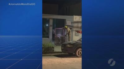 Tamandu&aacute; invade casas e &eacute; resgatado em Goian&eacute;sia