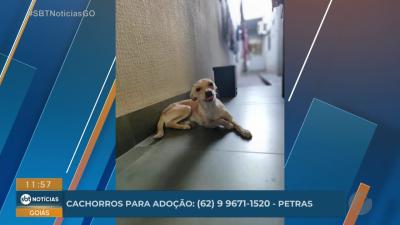Cães para adoção