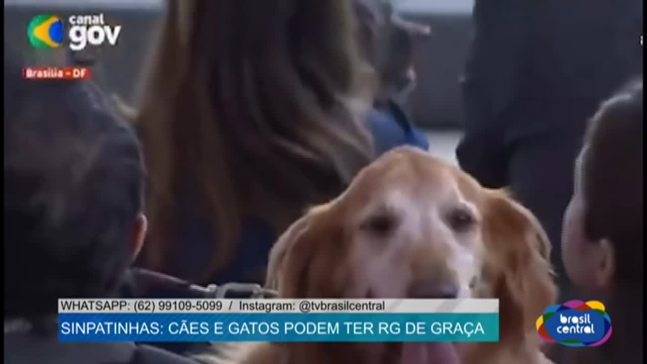 itemSinPatinhas: Cães e Gatos podem ter RG de Graça